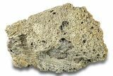 Agatized Fossil Coral Geode - Florida #271637-3